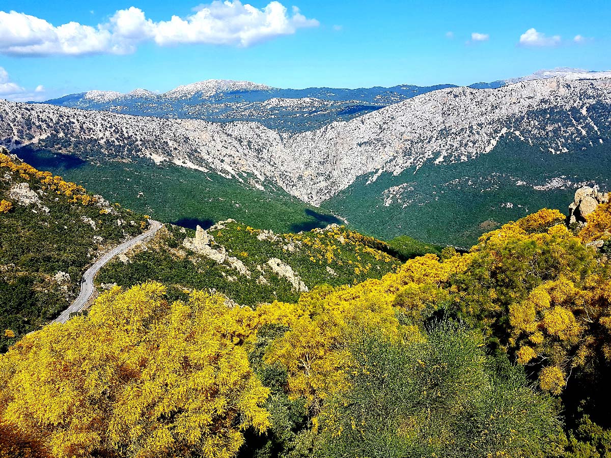 Le pareti calcaree della gola di Gorropu viste dall'altopiano di Urzulei, con la ginestra in fiore in primo piano