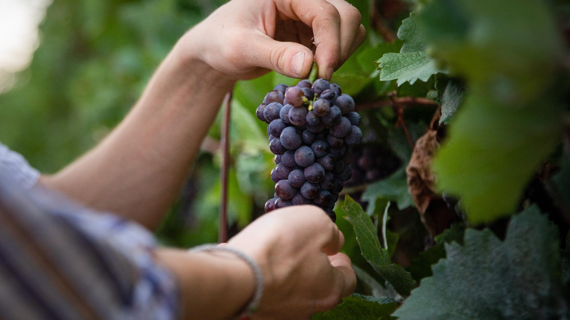 Mani che staccano un grappolo di uva Cannonau durante la vendemmia in Ogliastra